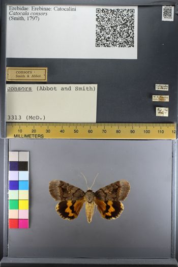Media type: image;   Entomology 741253
